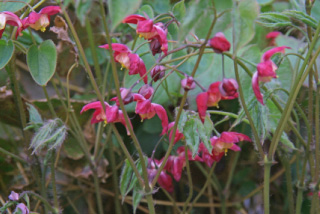 Epimedium x rubrumElfenbloem bestellen